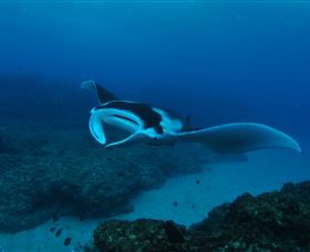 Manta Bommie Dive Site - Brisbane Tourism 2