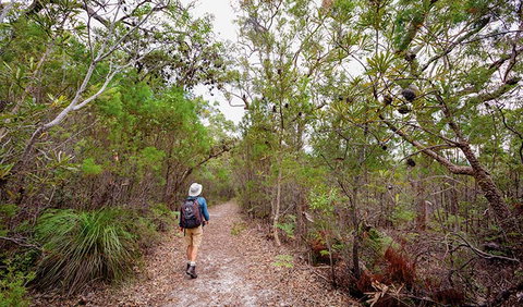 Angophora Grove Walking Track - Tourism Brisbane 1