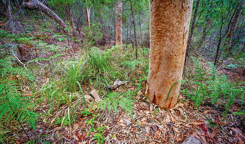 Angophora Grove Walking Track - Tourism Brisbane 2