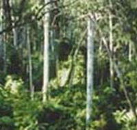 Lind National Park - Tourism Brisbane