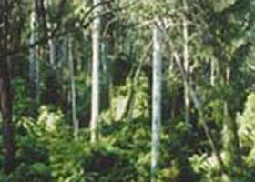 Lind National Park - Tourism Brisbane 0