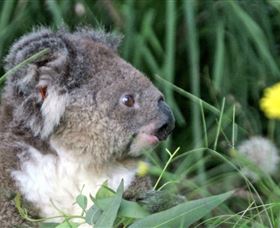 Koala Hospital - Tourism Brisbane 0