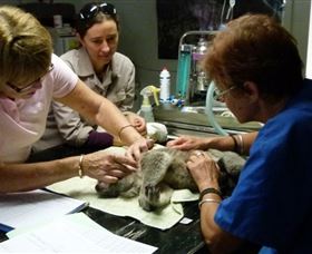 Koala Hospital - Tourism Brisbane 2