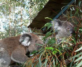 Koala Hospital - Tourism Brisbane 7