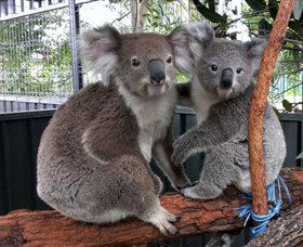 Koala Hospital - Tourism Brisbane 5