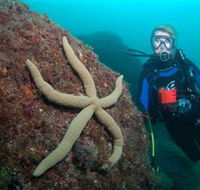 Cook Island Dive Site - Tourism Brisbane