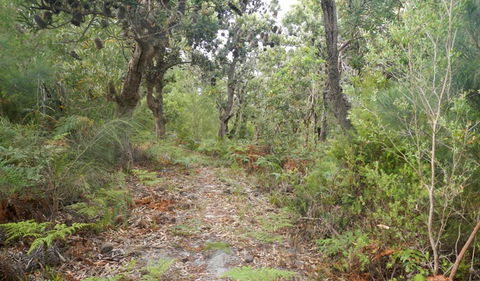 Kinchela Trig Lookout Walk - Tourism Brisbane 0
