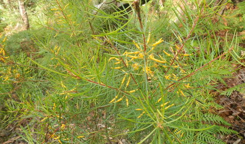 Kinchela Trig Lookout Walk - Tourism Brisbane 1