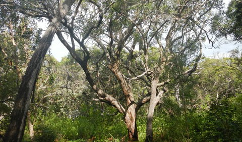 Kinchela Trig Lookout Walk - Tourism Brisbane 2