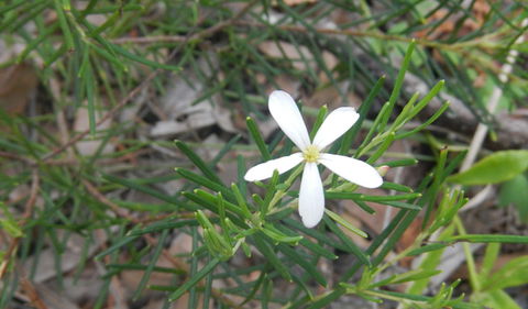 Kinchela Trig Lookout Walk - Tourism Brisbane 3