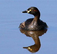 Panboola Wetlands - Tourism Brisbane