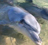 Dolphins of Monkey Mia - Tourism Brisbane