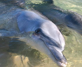 Dolphins Of Monkey Mia - Tourism Brisbane 0