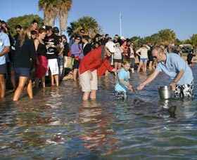 Dolphins Of Monkey Mia - Tourism Brisbane 1