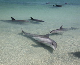 Dolphins Of Monkey Mia - Tourism Brisbane 2