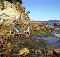Sapphire Coast Marine Discovery Centre - Brisbane Tourism