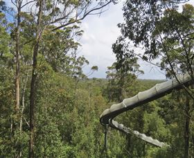 Tarkine Forest Adventures - Dismal Swamp - Tourism Brisbane 1