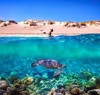 Snorkel the Ningaloo Reef - Tourism Brisbane
