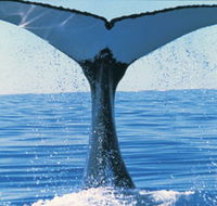 Humpback Whales - Tourism Brisbane