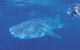 Ningaloo Reef - thumb 0