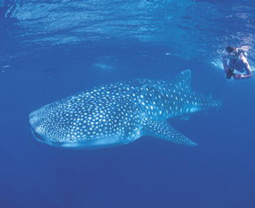 Ningaloo Reef - Tourism Brisbane 0