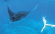 Ningaloo Reef - thumb 3
