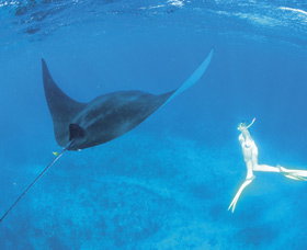 Ningaloo Reef - Tourism Brisbane 3