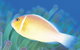 Ningaloo Reef - thumb 2