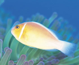Ningaloo Reef - Tourism Brisbane 2
