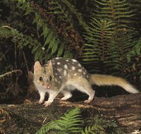 Tarkine Forest Reserve - Tourism Brisbane