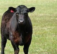 Denham Farm Beef and Lamb - Tourism Brisbane