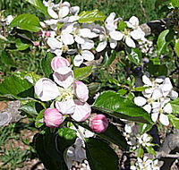 Avro Park Orchards - Tourism Brisbane