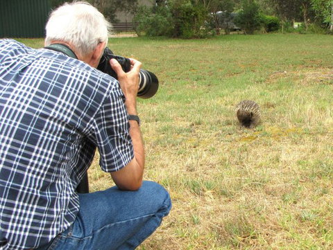 Echidna Walkabout Nature Tours - Tourism Brisbane 5