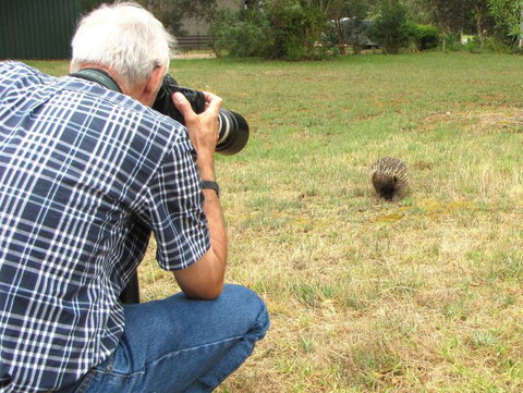 Echidna Walkabout Nature Tours - Tourism Brisbane 10