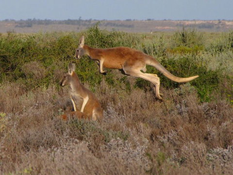 Echidna Walkabout Nature Tours - Tourism Brisbane 11