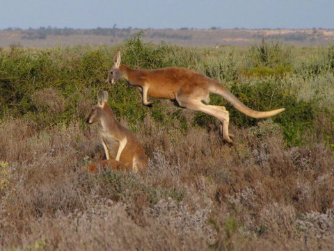 Echidna Walkabout Nature Tours - Tourism Brisbane 13