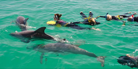 Rockingham Wild Encounters - Swim With Wild Dolphins - Tourism Brisbane 3