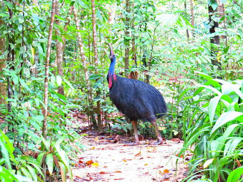 Daintree Safaris - Tourism Brisbane 0