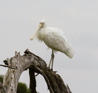 Melbourne Birding Tours - Brisbane Tourism