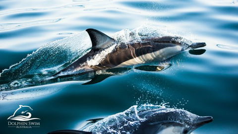 Dolphin Swim Australia - Brisbane Tourism 0