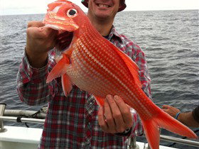 Goin' Off Safaris - Brisbane Tourism 0