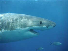 Goin' Off Safaris - Brisbane Tourism 6