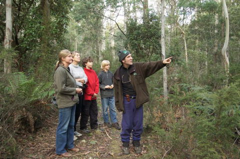 Great Western Tiers Forest Walks Tasmania - Tourism Brisbane 0
