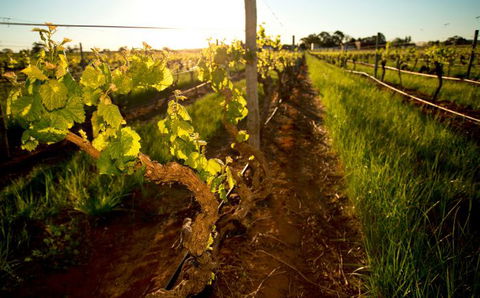 Kaesler Old Vine Vineyard Tour - Tourism Brisbane 0