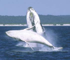 Reel Time Charters Yamba - Tourism Brisbane 3