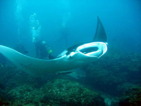 Kirra Dive “On The Tweed” - Tourism Brisbane 3