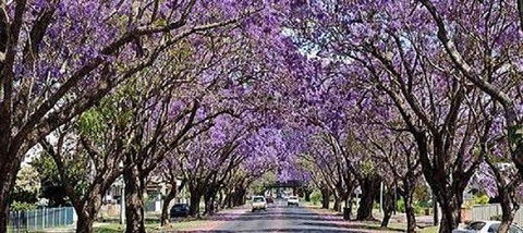 Yamba Tours And Charters - Tourism Brisbane 6