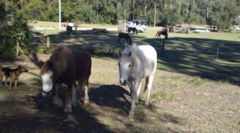 AAA Horse Riding & More - Tourism Brisbane 2