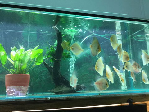 True Blue Aquariums - Tourism Brisbane 1