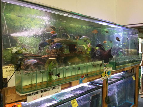 True Blue Aquariums - Tourism Brisbane 2
